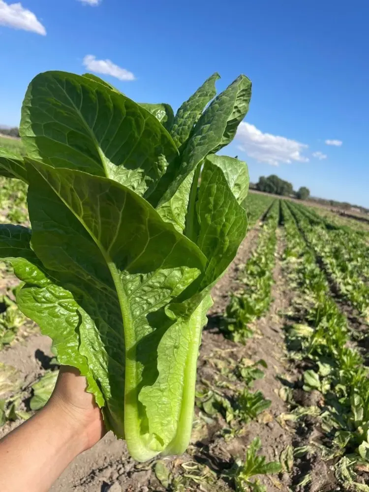Lechuga fresca Selectas